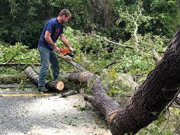 Best Tree Preservation Services  in Stromsburg, NE