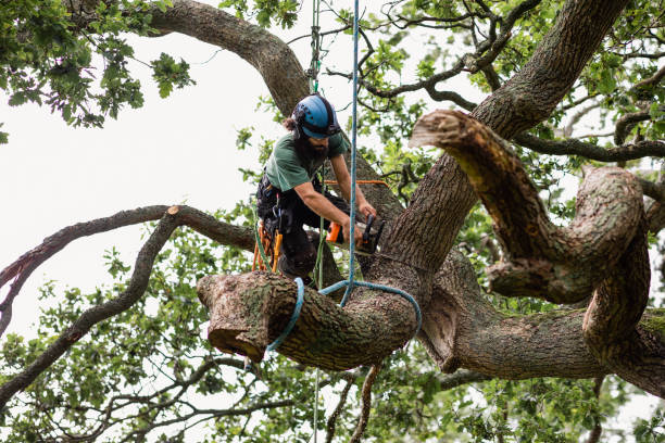 How Our Tree Care Process Works  in  Stromsburg, NE